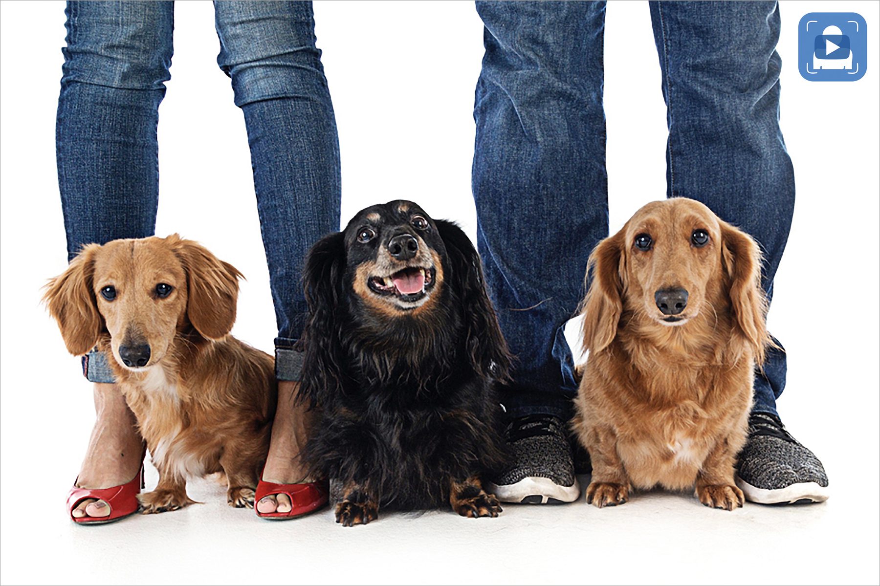 Three dachshunds family portrait