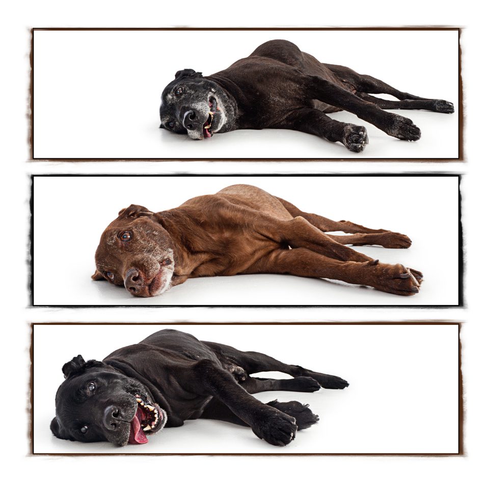 3 labs flat out