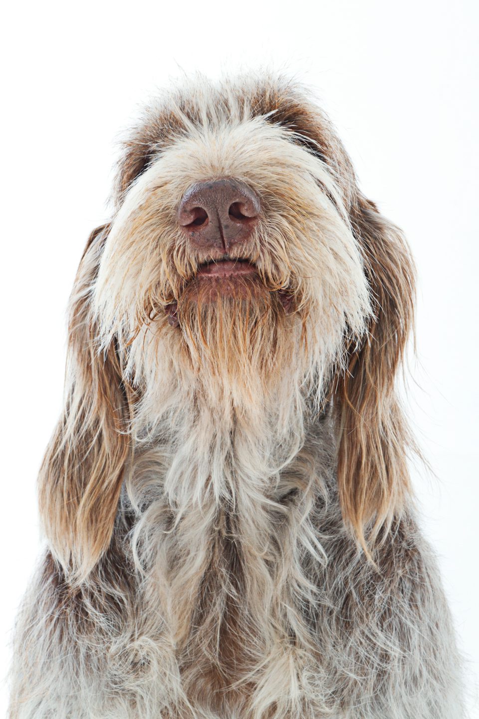 spinone looking almost human