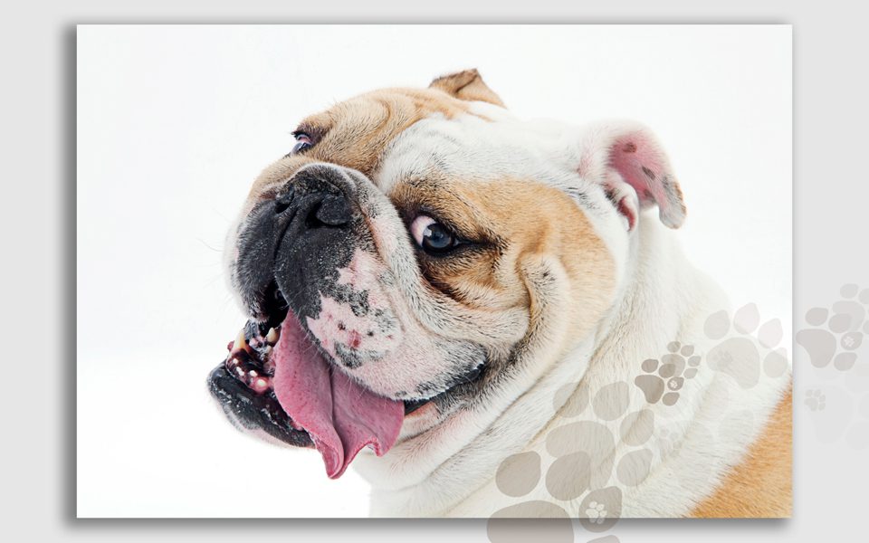 rocky-bulldog-tan-and-white-big-toungue