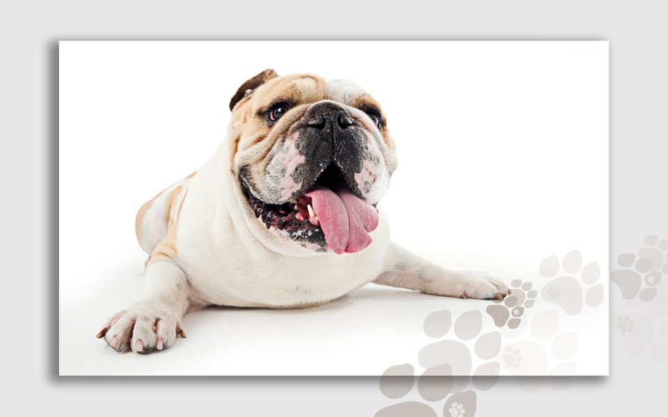 rocky-bulldog-tan-and-white-chill