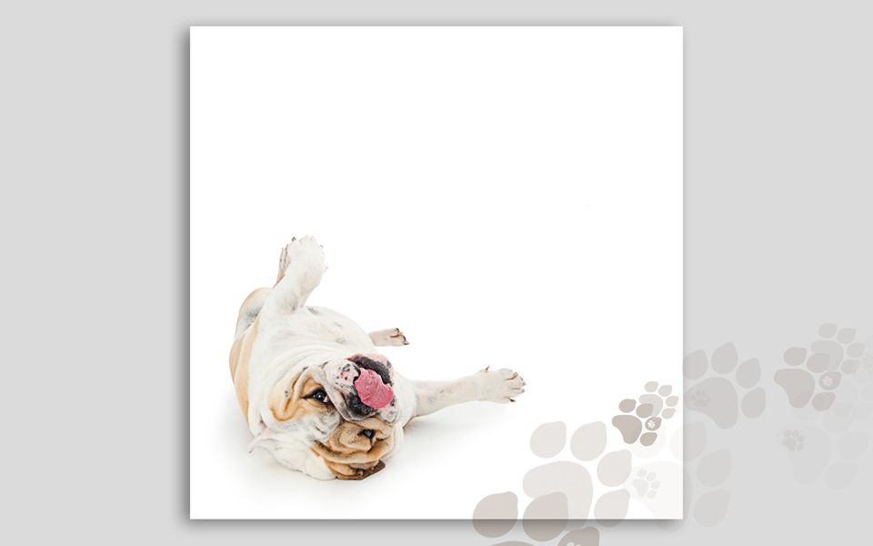rocky-bulldog-tan-and-white-roller