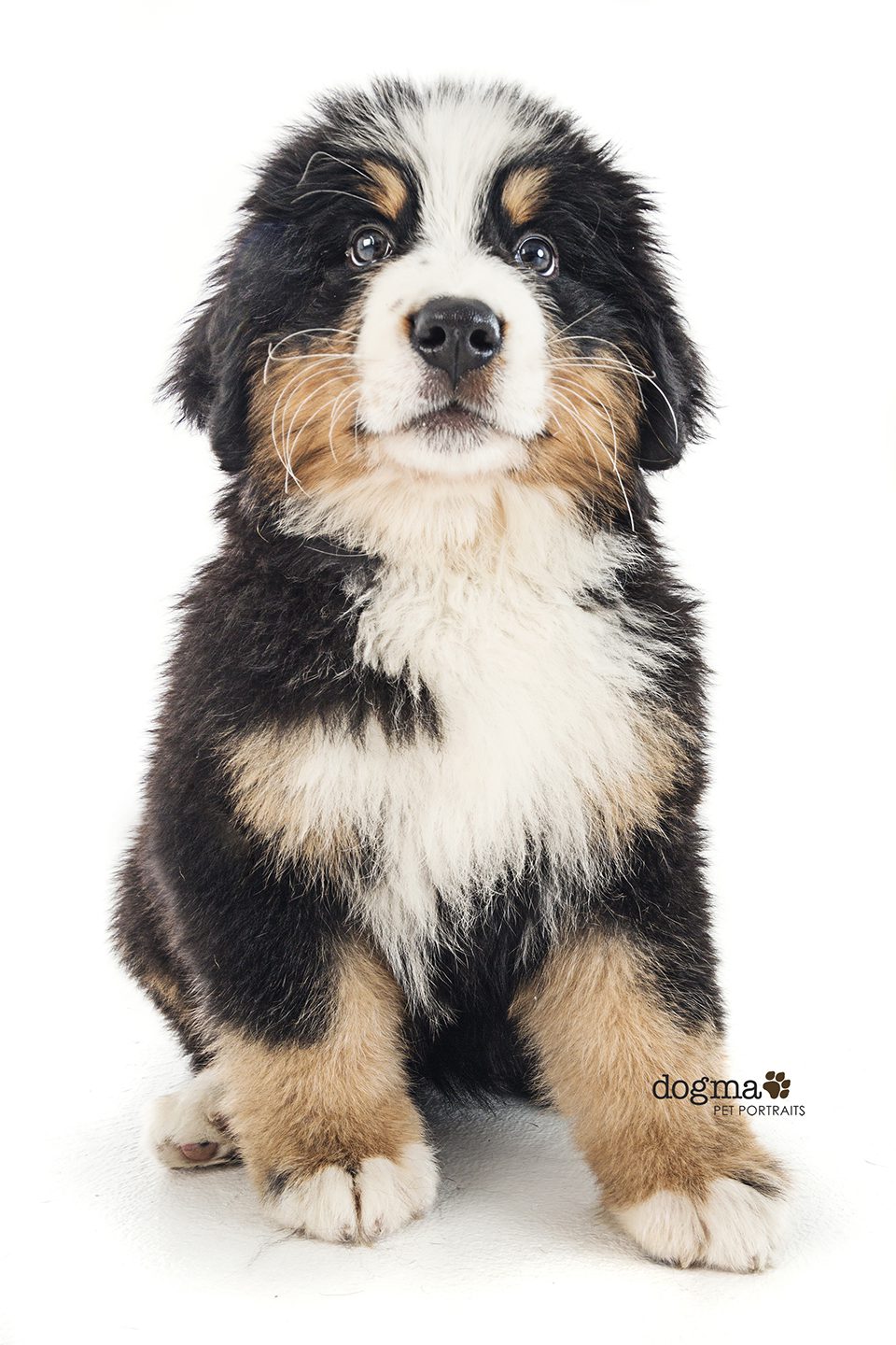 Bernese Mountain Puppy Photography in Orange County