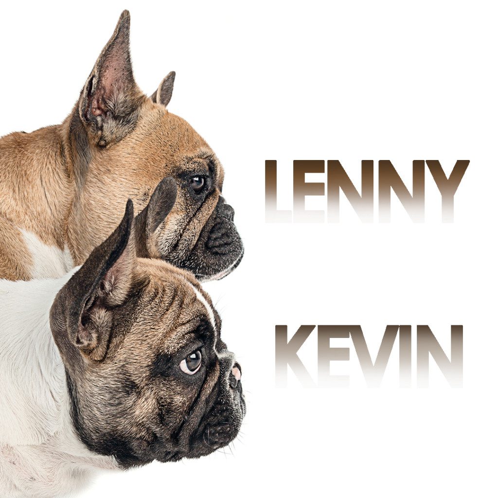 lenny and kevin the french bulldogs in profile