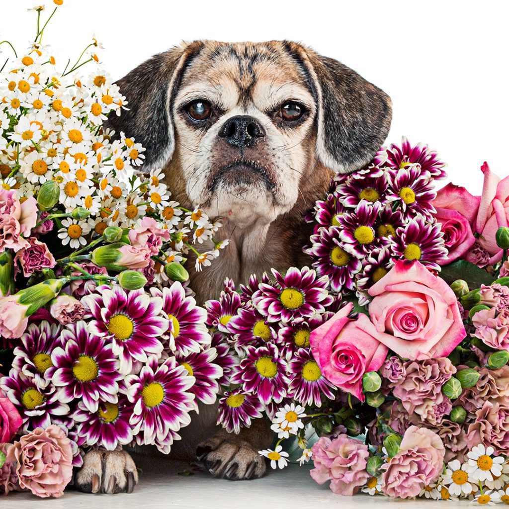 maggie the puggle in flowers