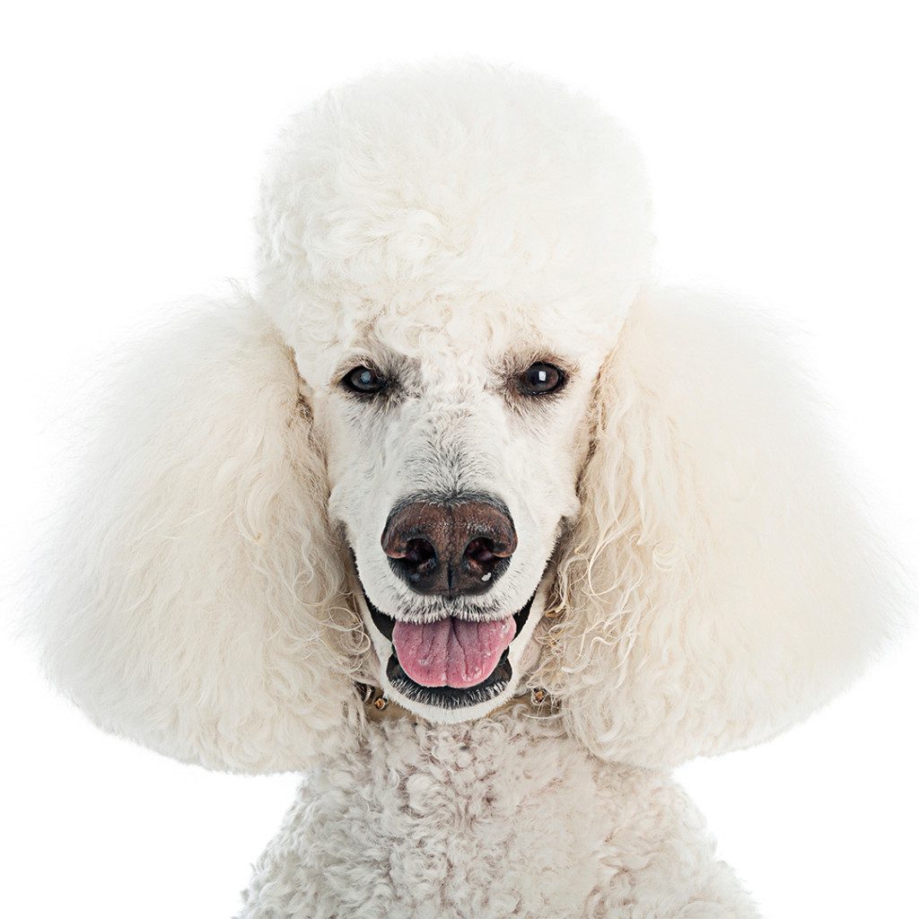 ollie the standard poodle