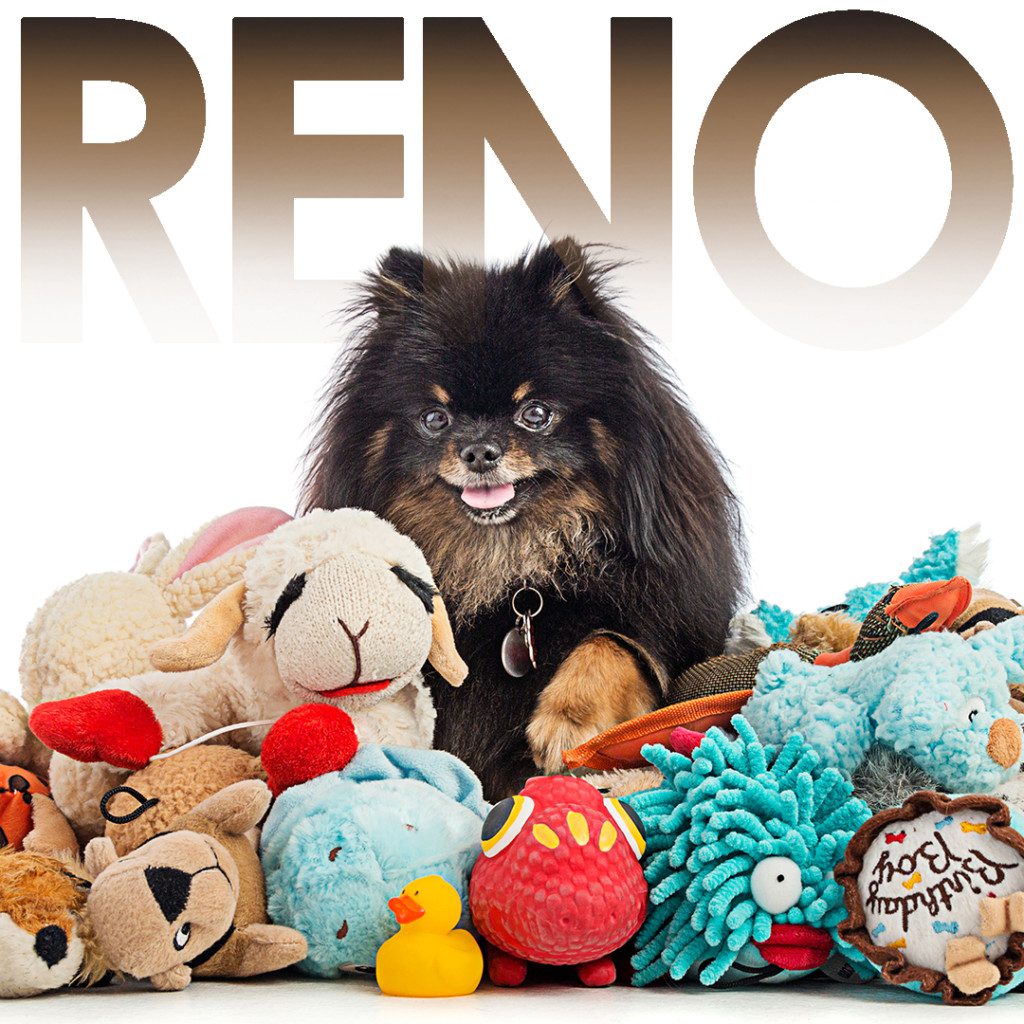 reno the pomeranian and his toys
