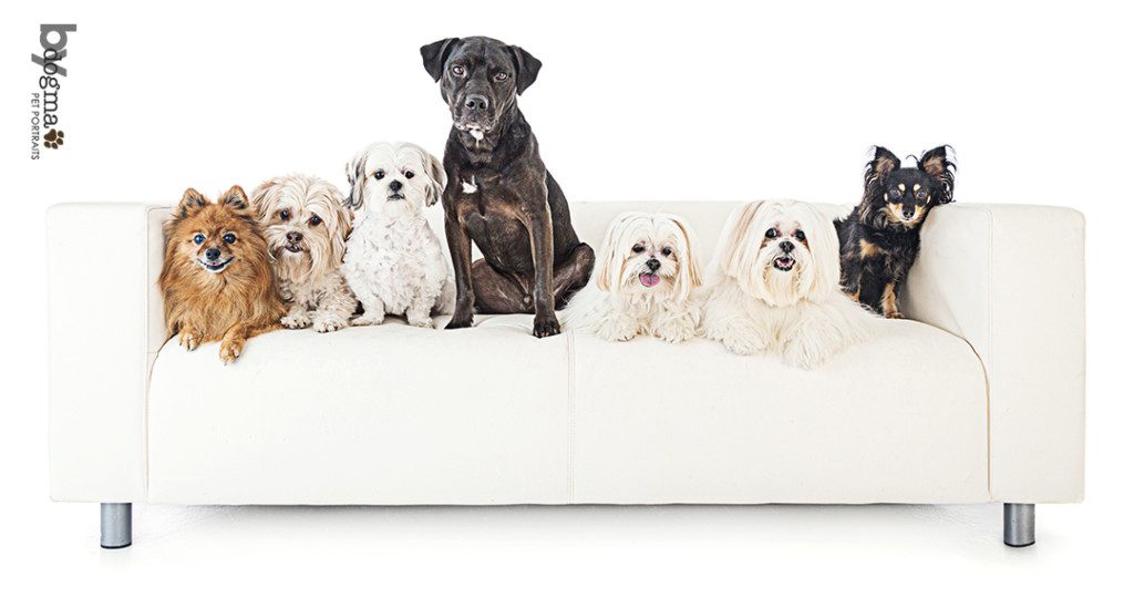 a family portrait of 7 dogs on a couch