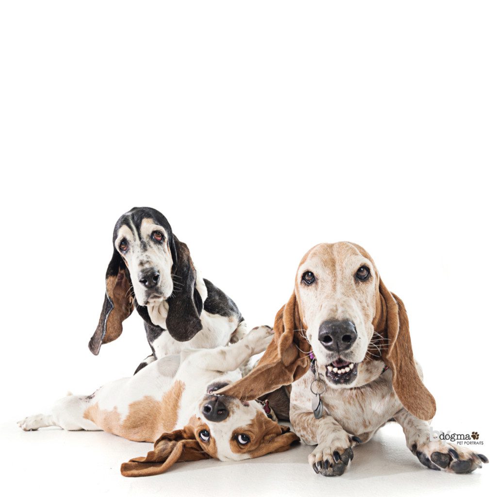 basset hounds at play
