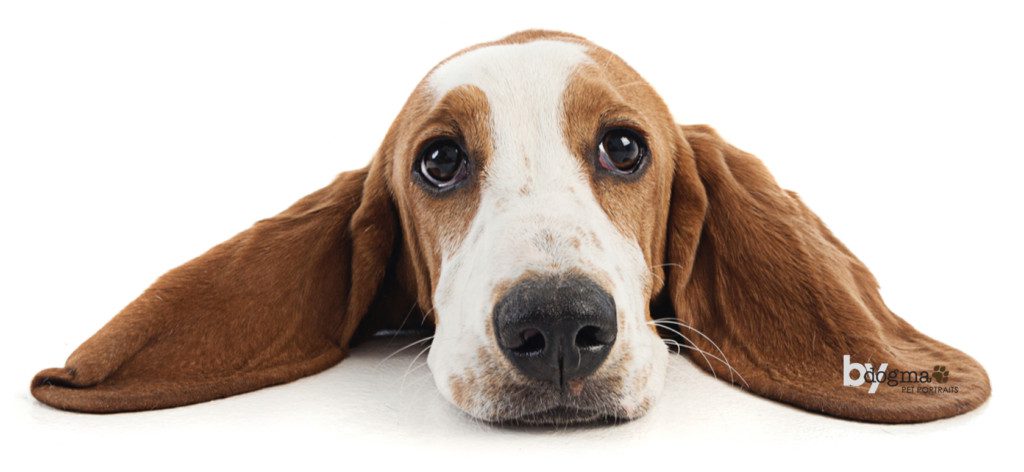 basset hound with ears out and flat on the floor