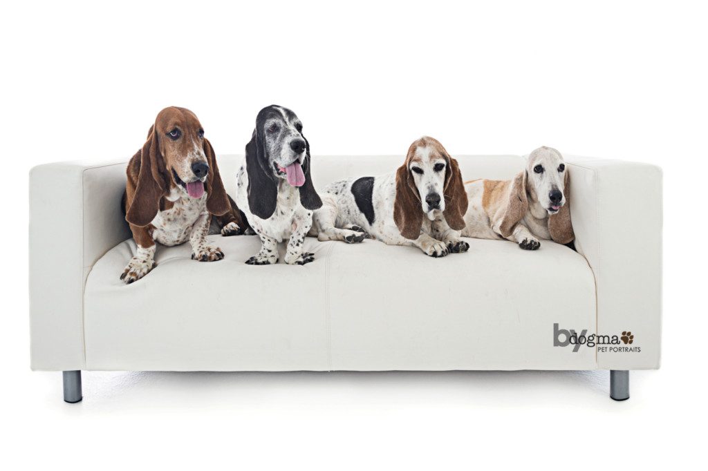 4 bassets on a couch