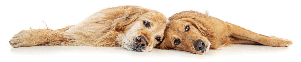 old and you golden retrievers lying back to back