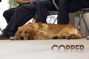 dog named COPPER relaxing at CELL DOGS graduation with face on floor people in background at correctional facility