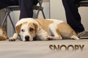 dog named snoopy relaxing at CELL DOGS graduation with face on floor people in background at correctional facility