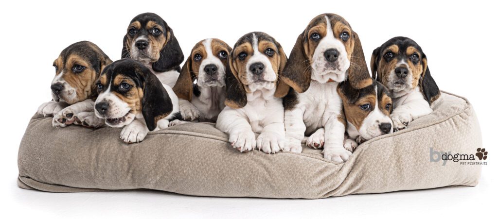 8 basset hound puppies in a bed looking at the camera during a dogma pet portraits photoshoot