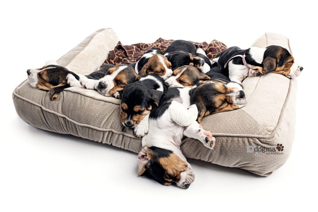 8 basset hound puppies in a bed fast asleep