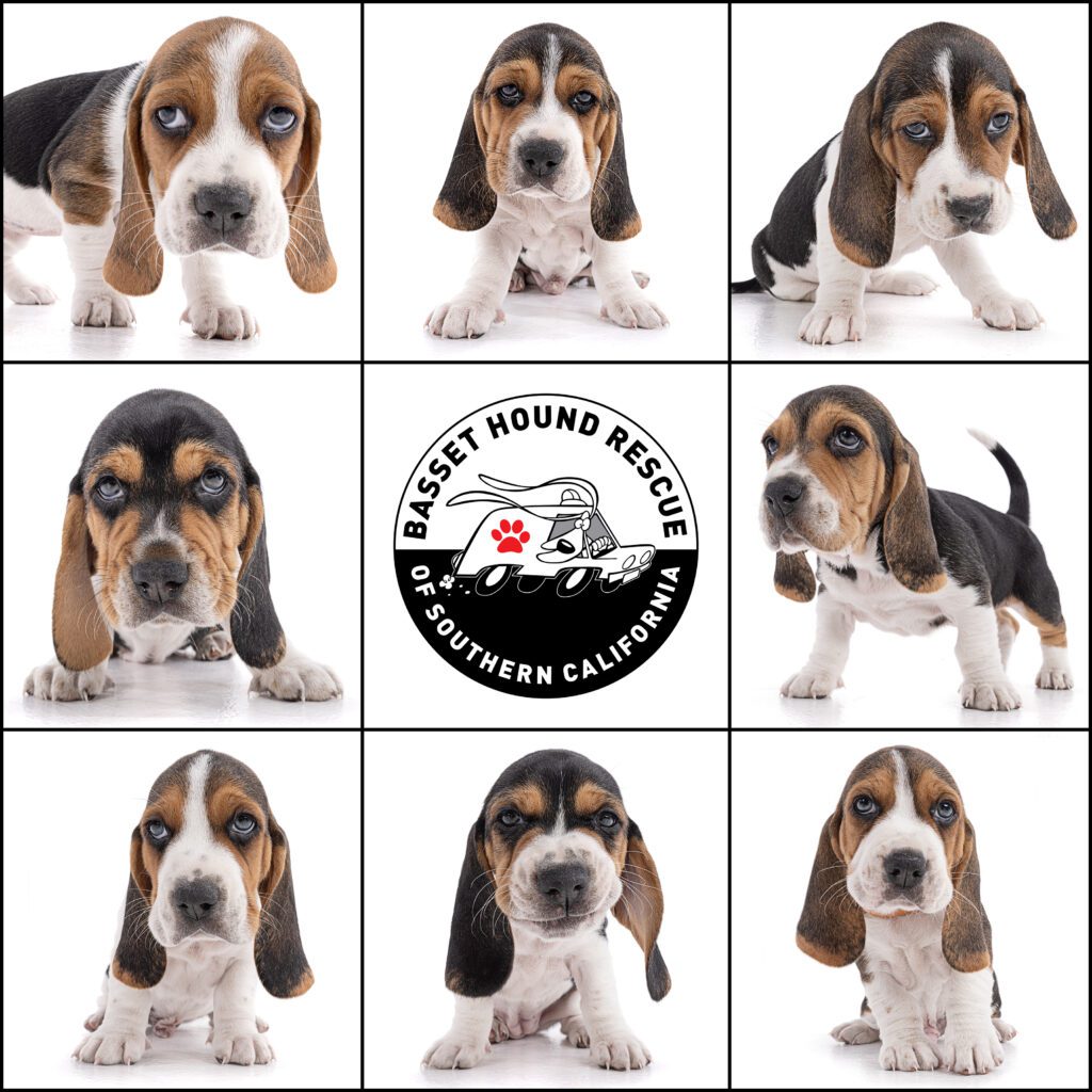 8 BASSET HOUND PUPPIES IN A GRID