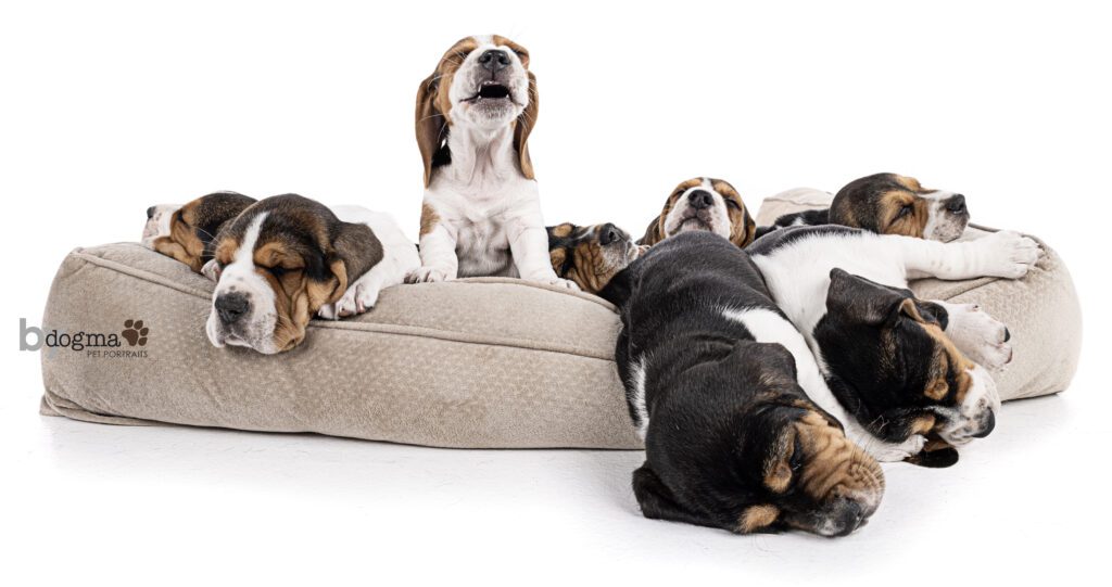 basset hound puppies asleep except for one